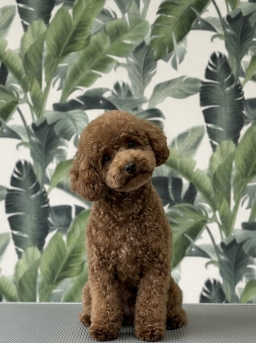 Caniche Le Petit Can